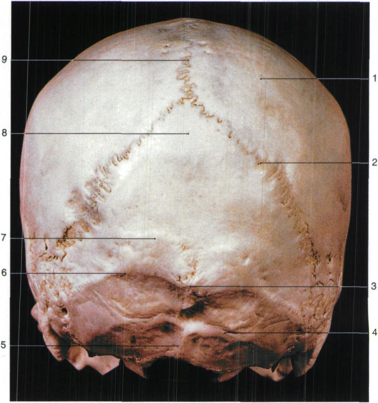 4. 顱(后面觀)